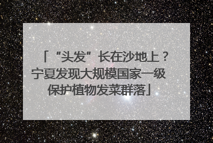 “头发”长在沙地上？宁夏发现大规模国家一级保护植物发菜群落