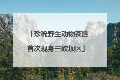 珍稀野生动物苍鹰首次现身三峡坝区