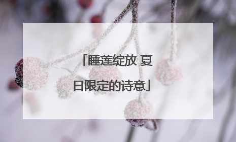 睡莲绽放 夏日限定的诗意