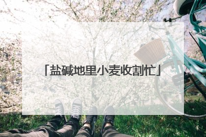 盐碱地里小麦收割忙