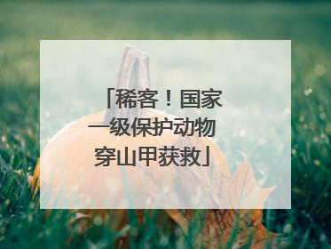 稀客！国家一级保护动物穿山甲获救
