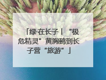 绿·在长子丨“极危精灵”黄胸鹀到长子营“旅游”