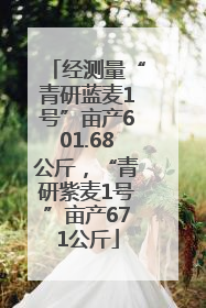 经测量“青研蓝麦1号”亩产601.68公斤，“青研紫麦1号”亩产671公斤
