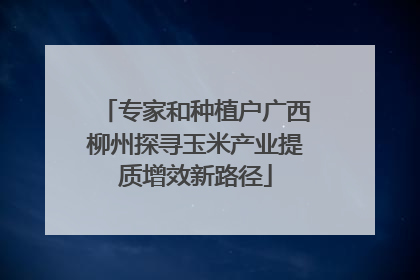 专家和种植户广西柳州探寻玉米产业提质增效新路径