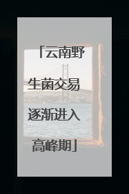 云南野生菌交易逐渐进入高峰期