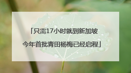 只需17小时就到新加坡 今年首批青田杨梅已经启程