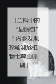 兰科中的“显眼包”！内乡发现珍稀濒危植物毛萼山珊瑚