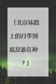 北京环路上的月季到底是谁在种？