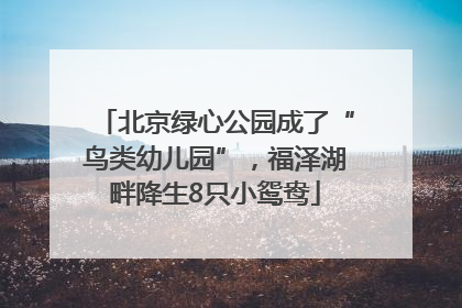 北京绿心公园成了“鸟类幼儿园”，福泽湖畔降生8只小鸳鸯