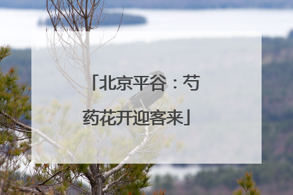 北京平谷：芍药花开迎客来