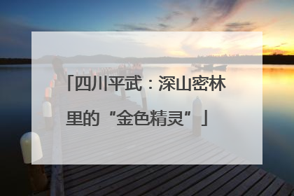 四川平武：深山密林里的“金色精灵”