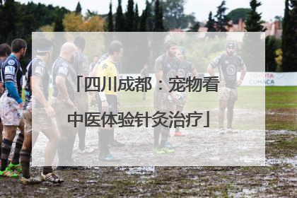 四川成都：宠物看中医体验针灸治疗