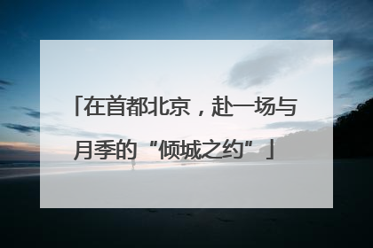 在首都北京，赴一场与月季的“倾城之约”