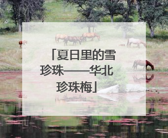 夏日里的雪珍珠——华北珍珠梅