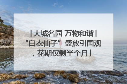 大城名园 万物和谐│“白衣仙子”盛放引围观，花期仅剩半个月