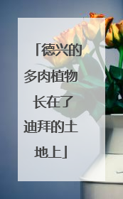 德兴的多肉植物 长在了迪拜的土地上