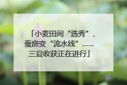 小麦田间“选秀”、蚕房变“流水线”……三夏收获正在进行