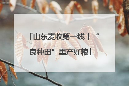 山东麦收第一线丨“良种田”里产好粮