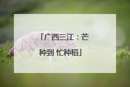 广西三江：芒种到 忙种稻