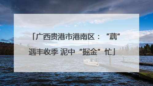 广西贵港市港南区：“藕”遇丰收季 泥中“掘金”忙