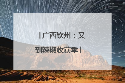 广西钦州：又到辣椒收获季