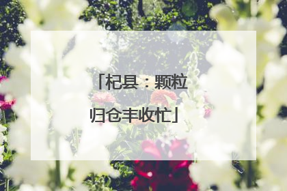 杞县：颗粒归仓丰收忙