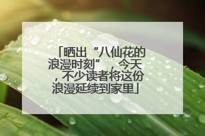 晒出“八仙花的浪漫时刻”，今天，不少读者将这份浪漫延续到家里