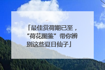 最佳赏荷期已至，“荷花图鉴”带你辨别这些夏日仙子