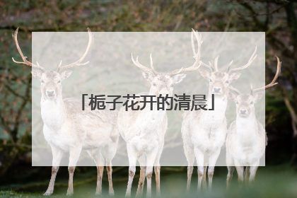 栀子花开的清晨
