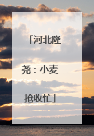 河北隆尧：小麦抢收忙