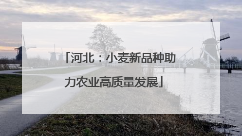 河北：小麦新品种助力农业高质量发展