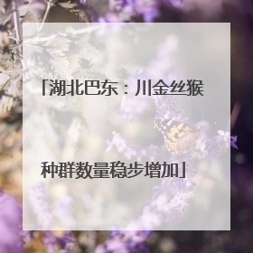 湖北巴东：川金丝猴种群数量稳步增加
