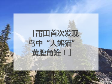 莆田首次发现鸟中“大熊猫”黄腹角雉！