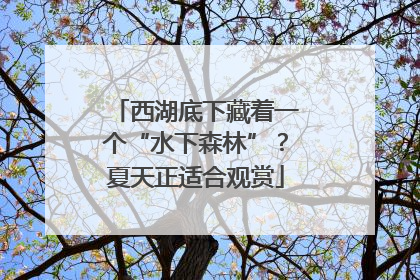 西湖底下藏着一个“水下森林”？夏天正适合观赏