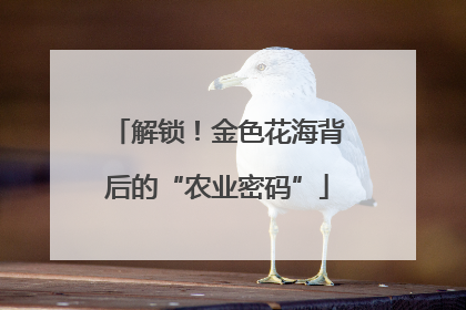 解锁！金色花海背后的“农业密码”