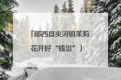 郧西县夹河镇茉莉花开好“钱景”