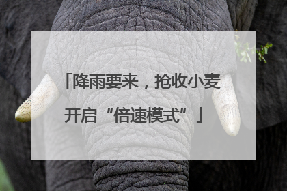 降雨要来，抢收小麦开启“倍速模式”