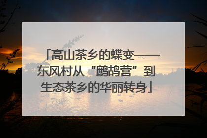高山茶乡的蝶变——东风村从“鹧鸪营”到生态茶乡的华丽转身