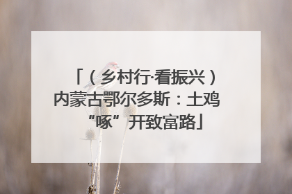 （乡村行·看振兴）内蒙古鄂尔多斯：土鸡“啄”开致富路