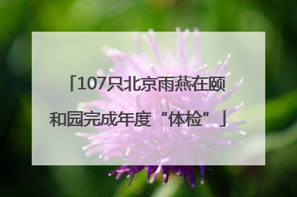 107只北京雨燕在颐和园完成年度“体检”